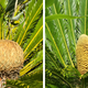 A female cone to the left and the male to the right.